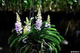 Ghép lan Hải Yến lên gỗ