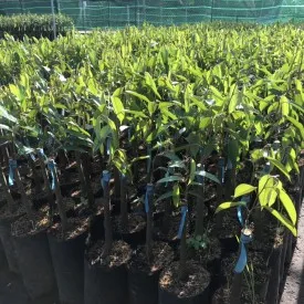 Sầu riêng Musanking