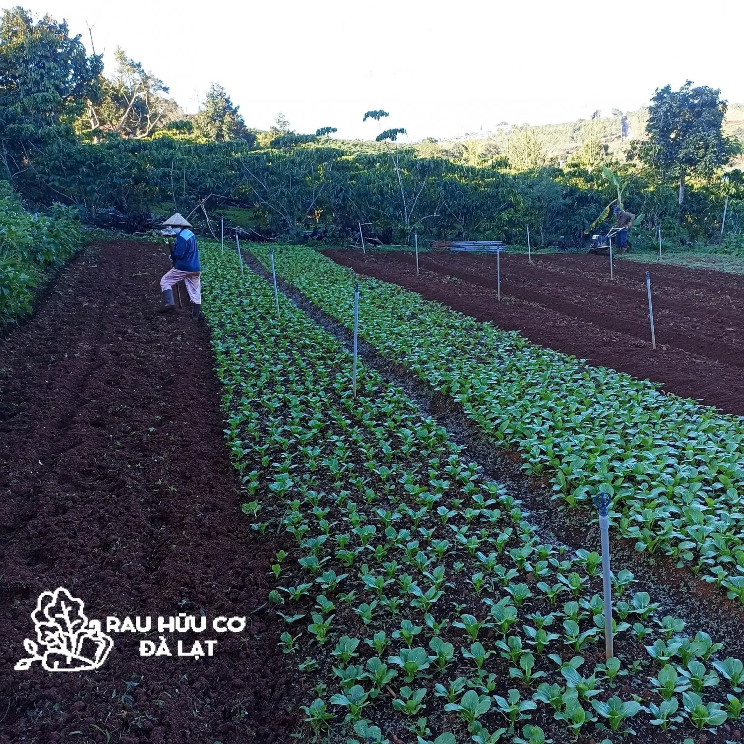 Rau được chăm sóc kỹ lưỡng trong môi trường tự nhiên tại cửa hàng rau sạch Đà Lạt