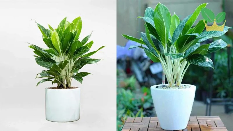 Người sinh năm 1992 Nhâm Thân