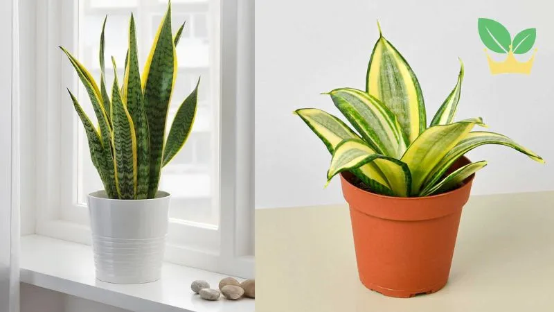 Cây lưỡi hổ vàng