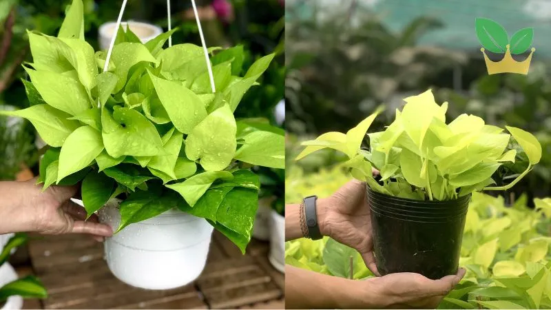 Cây trầu bà vàng