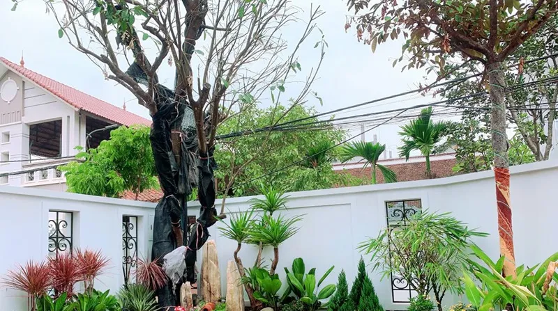 Tuổi Tân Mùi nên trồng cây gì trước nhà là câu hỏi được khá nhiều người quan tâm