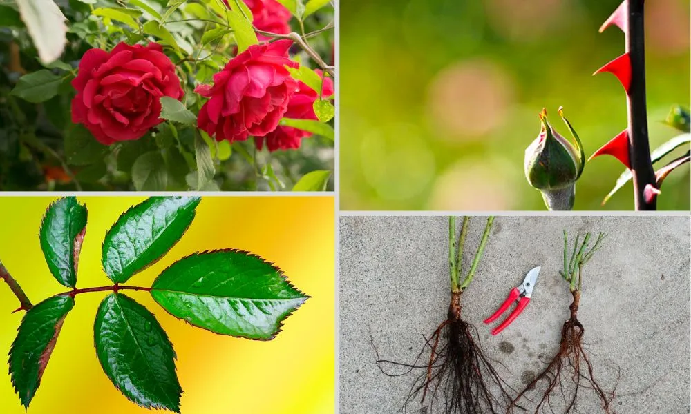 Đặc điểm của hoa hồng