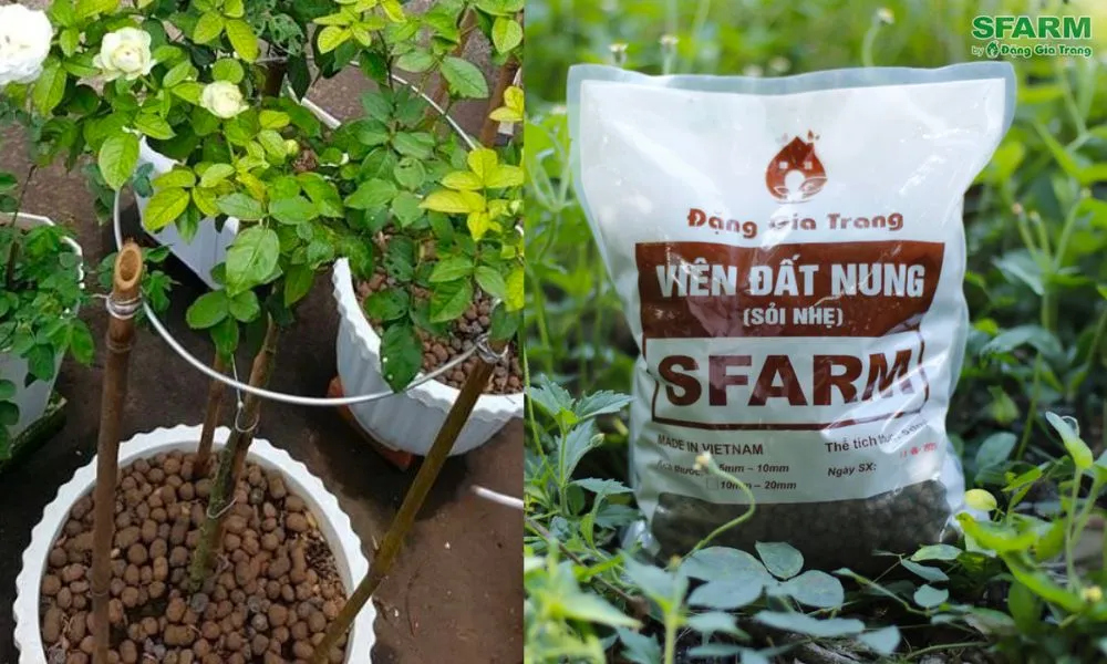 Cách trồng hoa hồng bằng viên sỏi nung SFARM