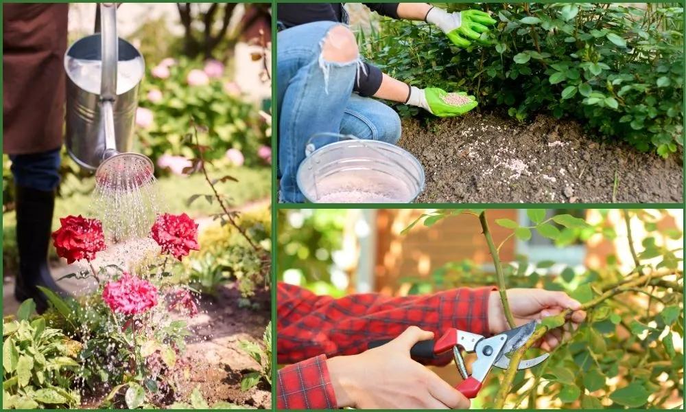 Cách chăm sóc cho cây hoa hồng