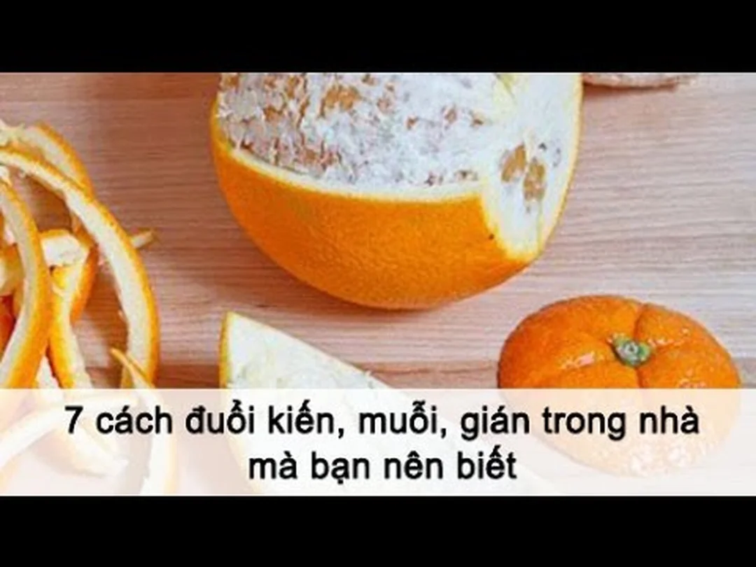 7 cách đuổi kiến, muỗi, gián trong nhà mà bạn nên biết