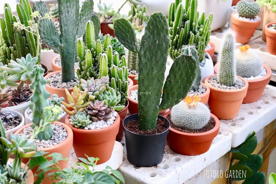 Sen đá đặt gần cửa sổ để nhận ánh sáng tự nhiên