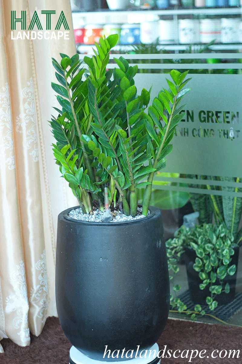 Cây kim tiền lộc trong không gian phòng khách