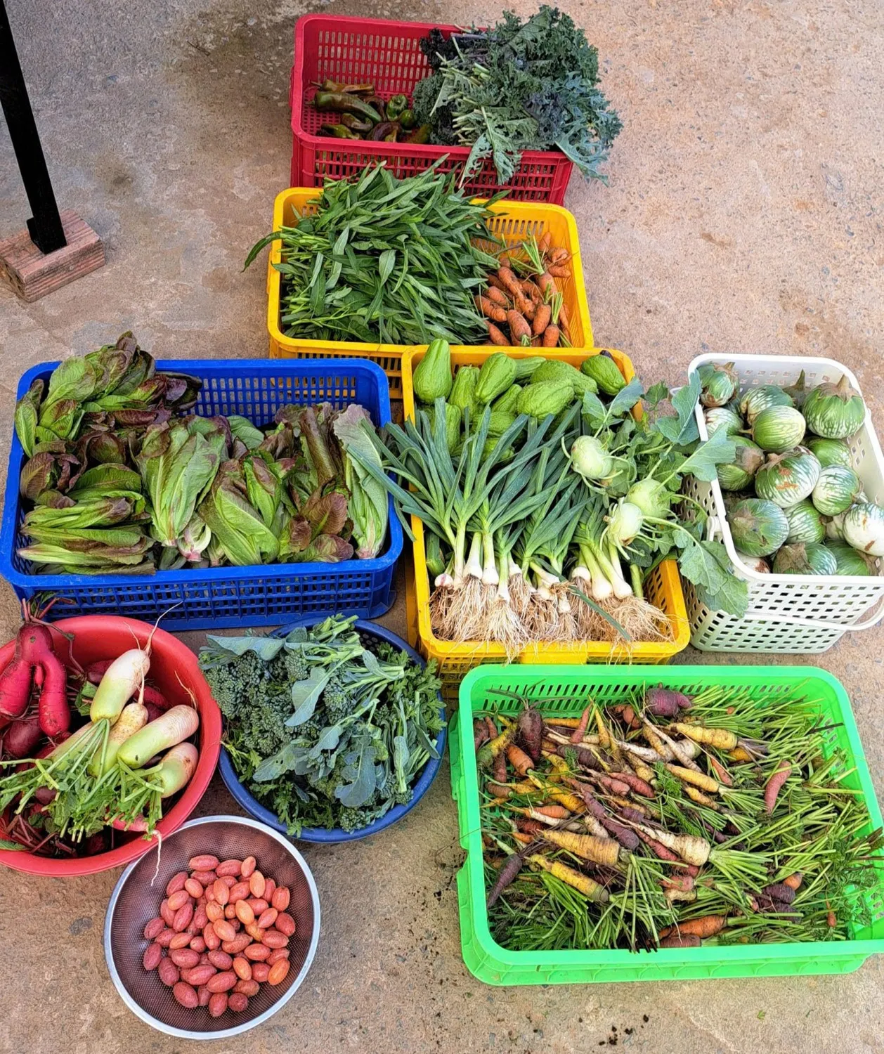 Rau hữu cơ tươi sạch tại Bio Tươi luôn là lựa chọn hàng đầu của người dân Đà Lạt