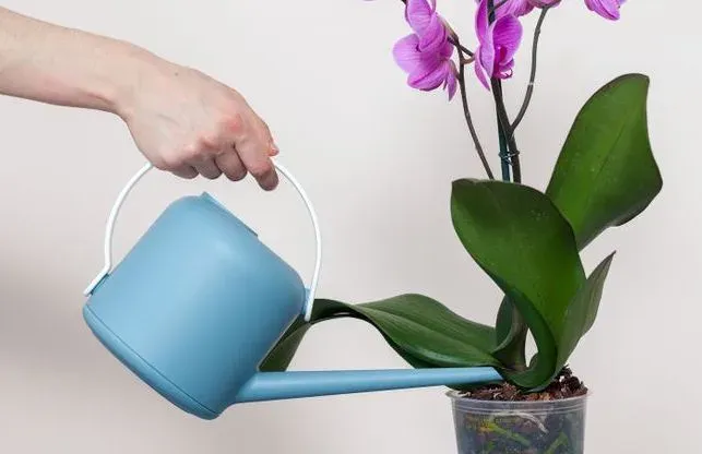 Chậu địa lan đang nở hoa