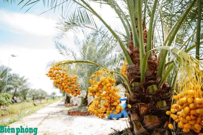 Cây Xoài Trồng Trong Chậu: Mô Hình Làm Giàu Đột Phá Tại Đồng Tháp