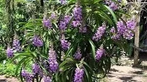 Lan Hải Yến ra hoa