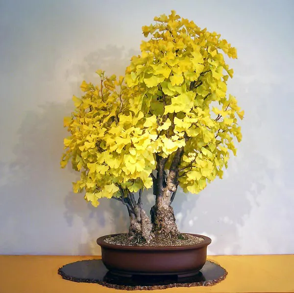 Cây ngân hạnh có lá hình quạt đặc trưng