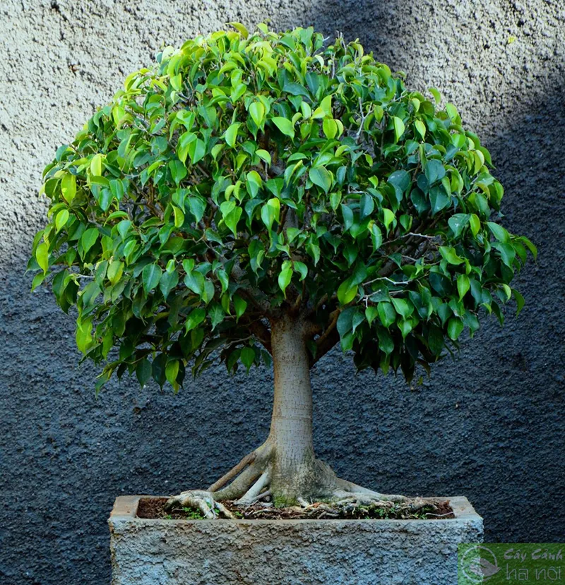 Cây Bồ Đề với dáng vẻ thanh thoát