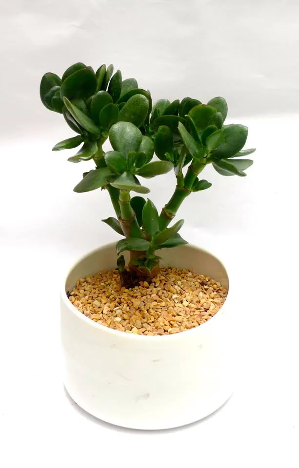 Cây Ngọc Bích với lá tròn mọng nước