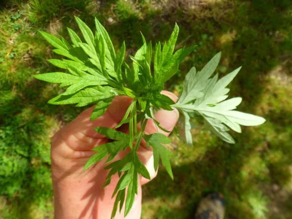 Cây Ngải Cứu với lá có mùi thơm đặc trưng