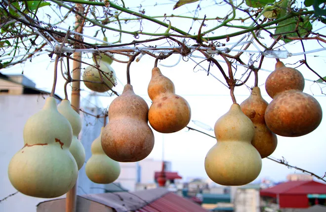 Cây Hồ Lô với quả đặc trưng