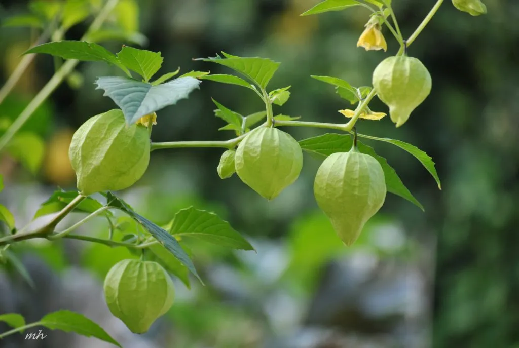 Cây Thù Du với quả nhỏ