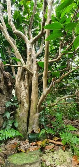 Cây hải đường cổ thụ hơn trăm tuổi có chiều cao khoảng hơn 8 mét