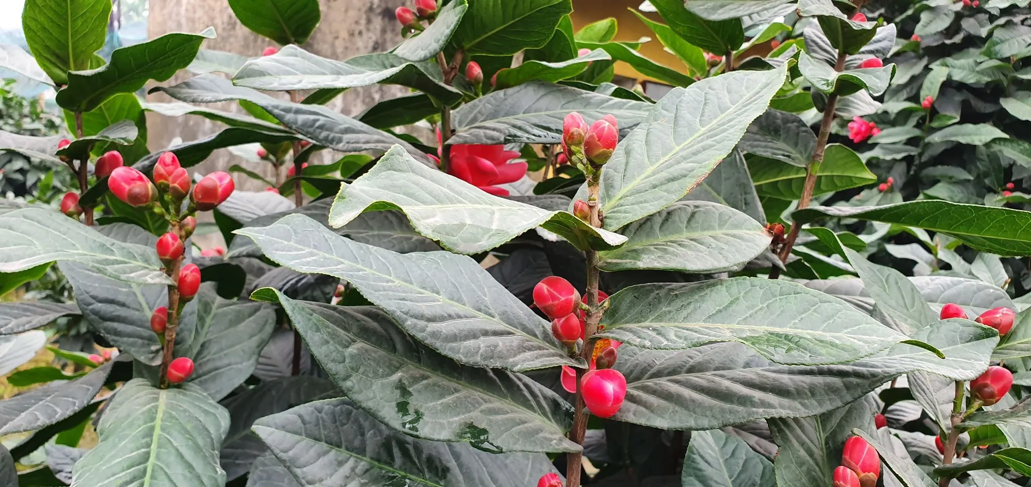 Hoa hải đường có màu đỏ thắm, không chói chang nhưng cũng đủ rực rỡ và tươi tắn thu hút mọi ánh nhìn và chú ý của người yêu hoa.