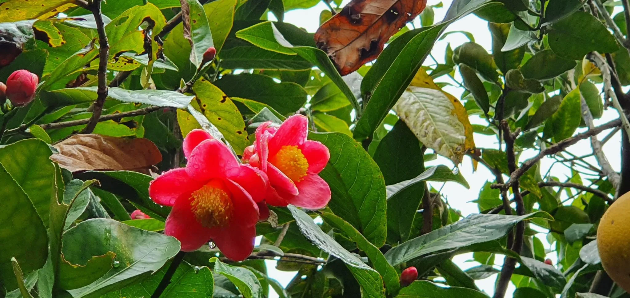 Cũng với đó hoa cũng thi nhau khoe sắc