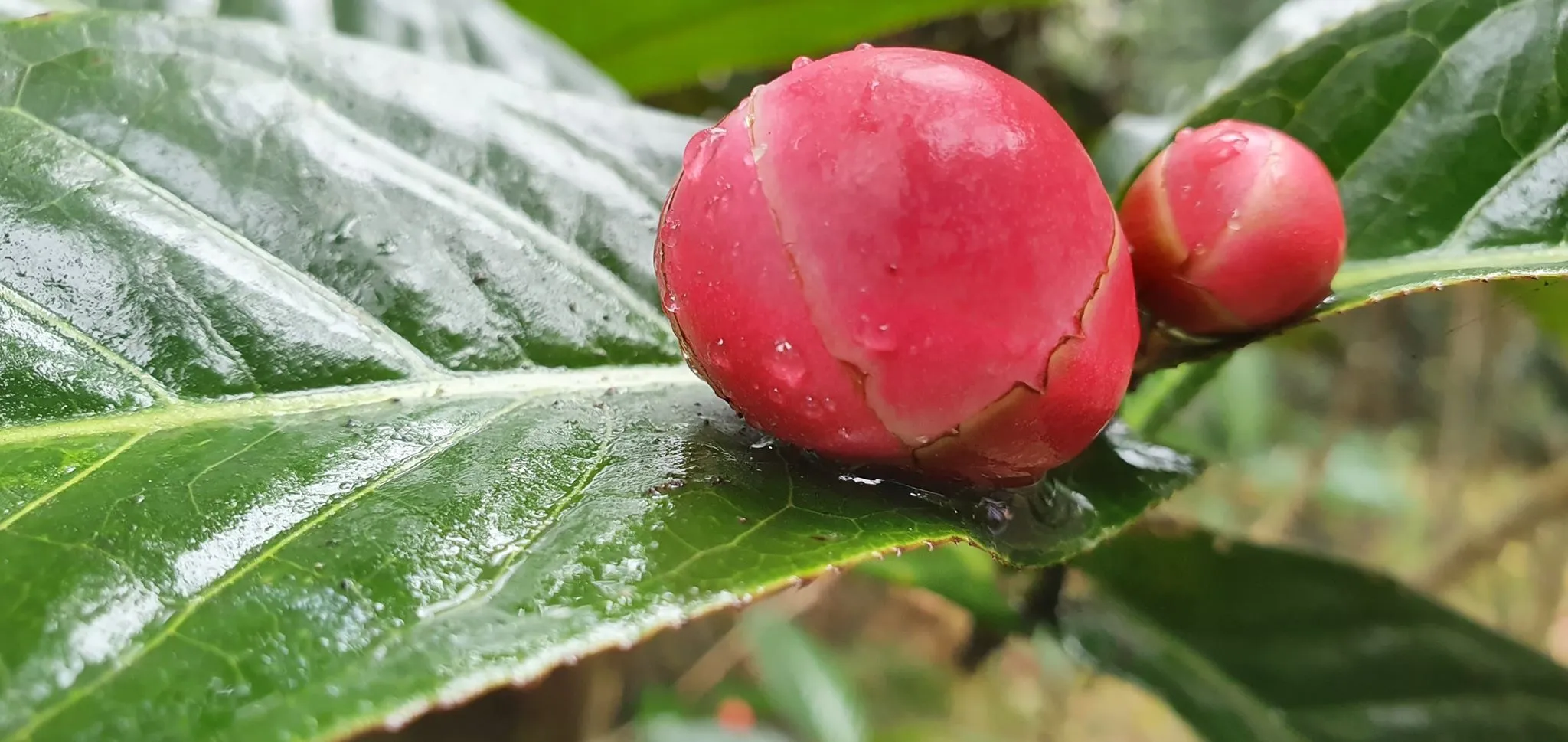 Nụ hoa được ví như những viên hồng ngọc