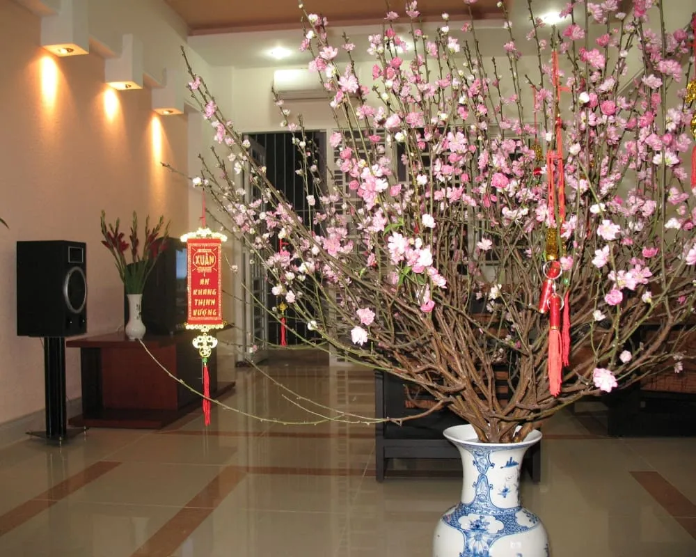 Hoa đào trong bình sẽ có cách chăm sóc khác với hoa đào trồng trong chậu