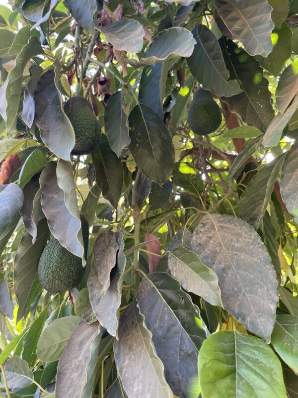 Trồng Cây Xanh Trong Nhà: Hướng Dẫn Chi Tiết Từ A-Z Để Mang Thiên Nhiên Vào Không Gian Sống