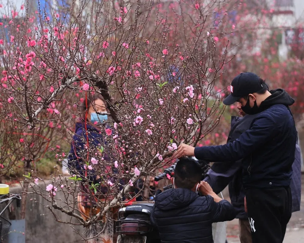 Nên chọn cây đào có dăm nhỏ và có nhiều nụ, nhiều hoa