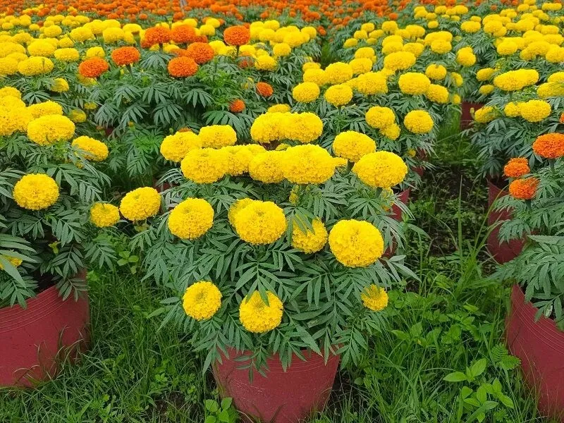 Hoa vạn thọ nở rộ trong chậu, màu vàng cam rực rỡ