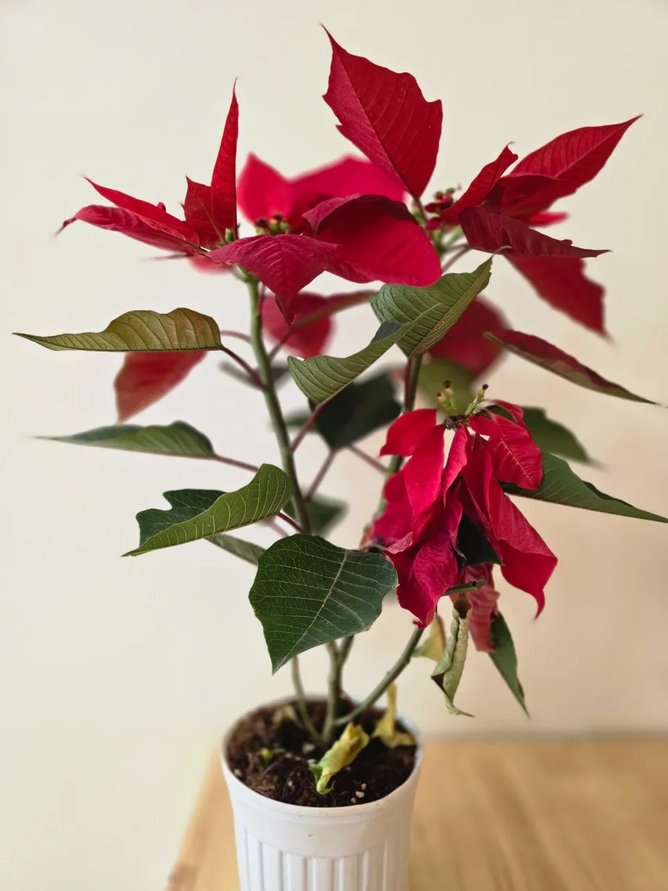 Cây Trạng Nguyên với hoa đỏ rực, biểu tượng may mắn và thành công