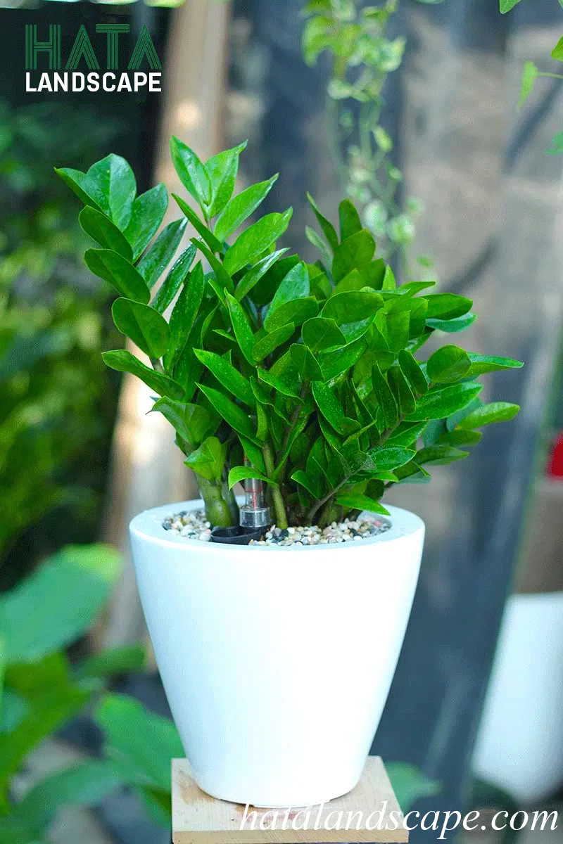 Cây kim tiền lộc trong chậu trang trí