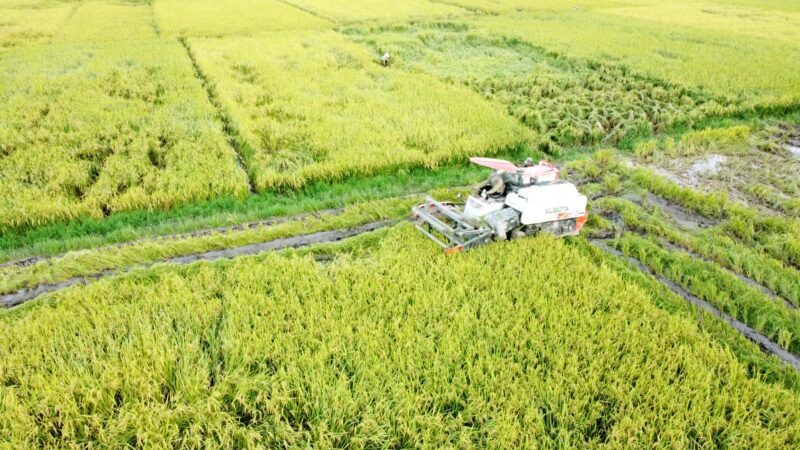 Phát Triển Mô Hình Trồng Cây Dược Liệu Trên Đất Đồi: Tiềm Năng Kinh Tế Mới Cho Địa Phương