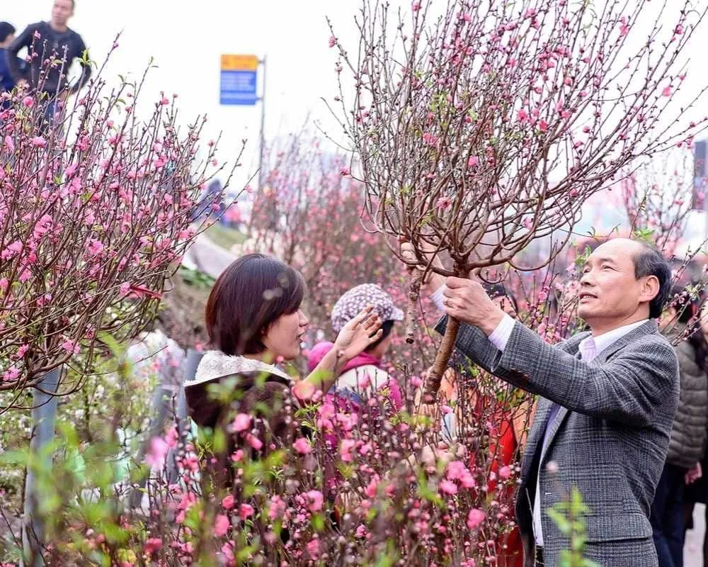 Hình ảnh người dân nô nức đi chọn đào trưng Tết