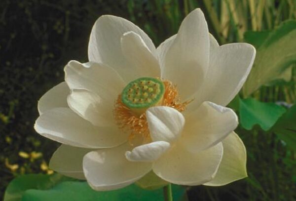 Chăm Sóc Cây Phát Tài Hoa Sen Toàn Diện: Từ A đến Z