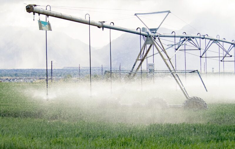 Trồng Cây Keo Để Làm Gì: Khai Thác Lợi Ích Toàn Diện Từ Gỗ Đến Môi Trường