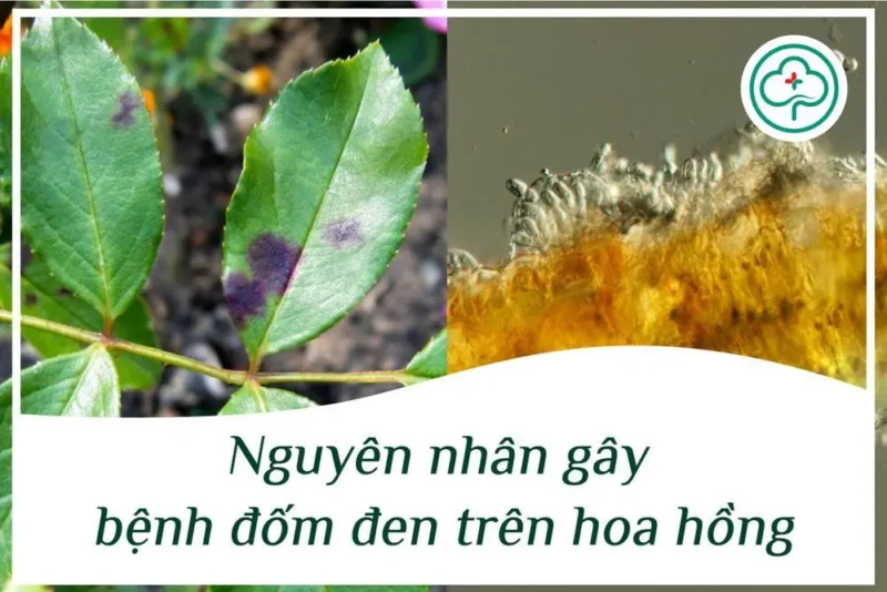 Bệnh Vàng Lá Đốm Đen Trên Cây Hoa Hồng: Nguyên Nhân, Dấu Hiệu và Cách Xử Lý Hiệu Quả