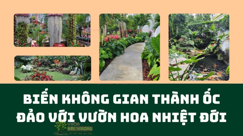 Biến Ban Công Thành Ốc Đảo Xanh: Dịch Vụ Trồng Cây Chuyên Nghiệp