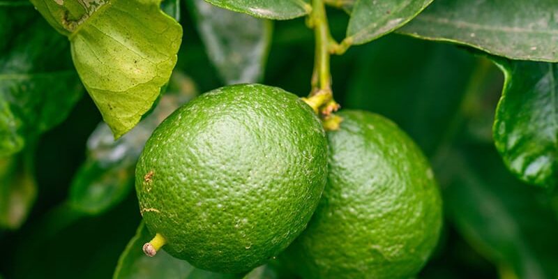 Cách Trồng Cây Bơ Tại Nhà Đơn Giản Và Hiệu Quả