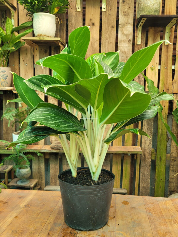 Cây Xà Cừ Có Hoa Không? Giải Mã Về Hoa Xà Cừ