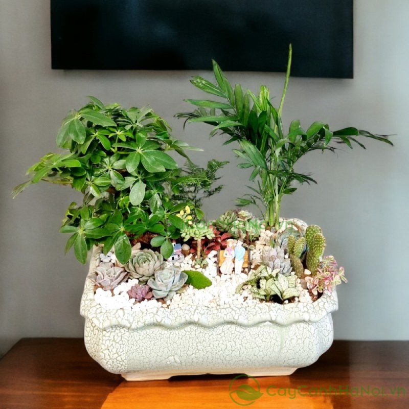 Cây Ngũ Gia Bì Có Hoa Không? Đặc Điểm, Ý Nghĩa và Cách Chăm Sóc Giúp Cây Ra Hoa Đẹp