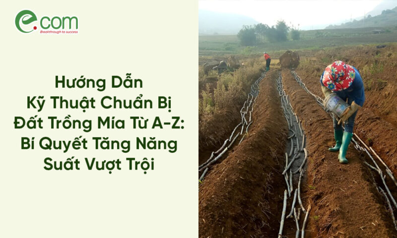 Kỹ Thuật Trồng Cây Sầu Riêng Chuẩn: Từ A-Z Cho Năng Suất Vượt Trội