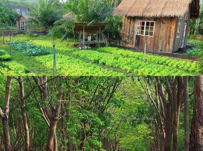 Phân Biệt Đất Vườn và Đất Trồng Cây Lâu Năm Khác Đất Ở Như Thế Nào Và Cách Chuyển Đổi