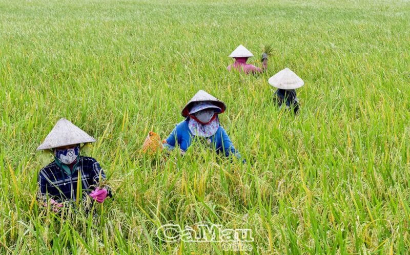 Giống Cây Trồng Trung Ương: Định Hướng Phát Triển Nông Nghiệp Việt Nam