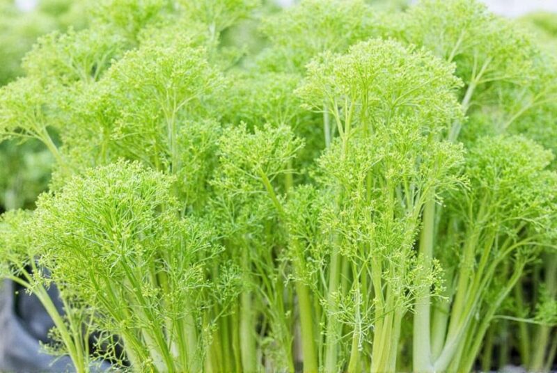 Cách Chăm Sóc Cây Mới Trồng Hiệu Quả Cho Người Mới Bắt Đầu