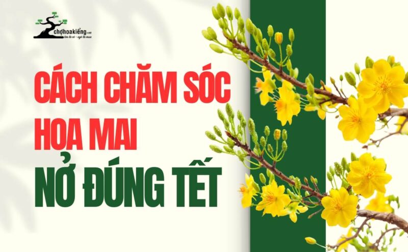 Hướng Dẫn Chi Tiết Cách Bón Phân Cho Cây Mai Vàng Đạt Chuẩn Tết