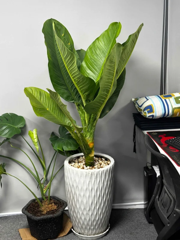 Cây Đinh Lăng Ra Hoa Có Tốt Không? Ý Nghĩa Phong Thủy Và Cách Chăm Sóc Chi Tiết