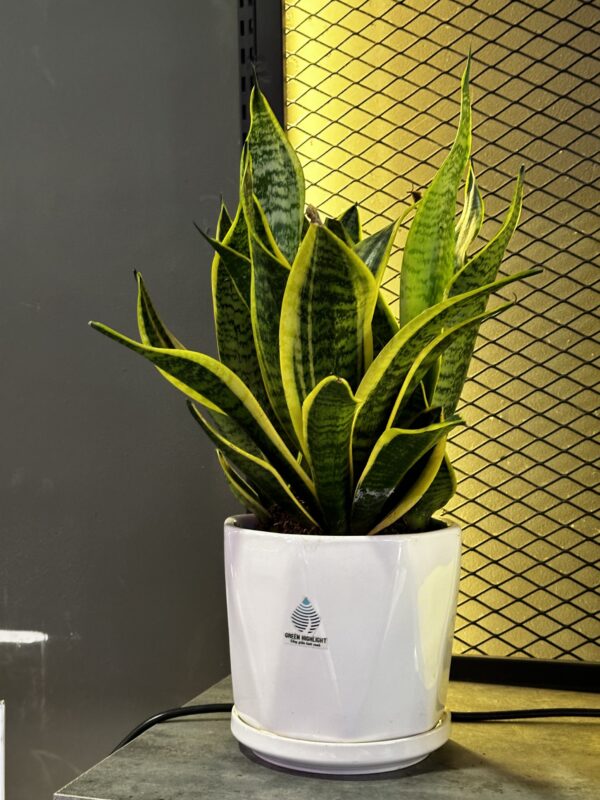 Cây Lưỡi Hổ Nở Hoa Có Tốt Không Và Những Ý Nghĩa Đại Cát