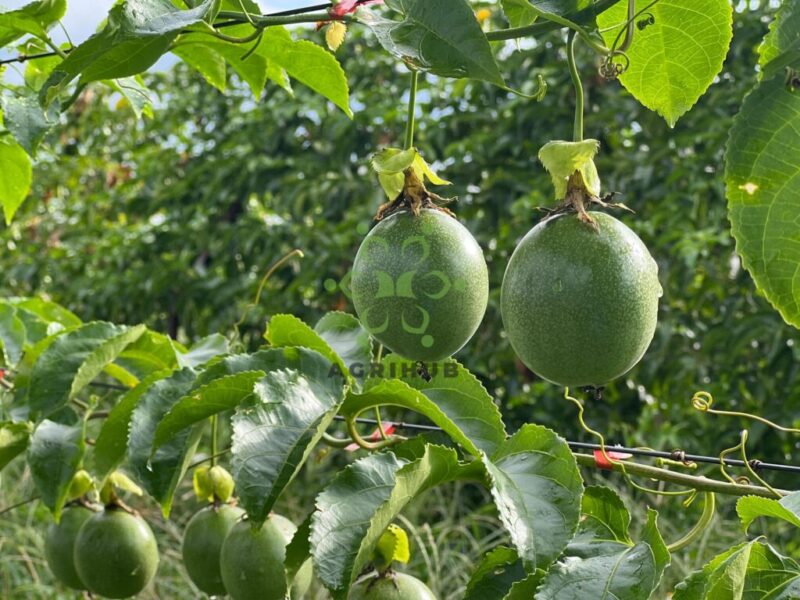 Hướng Dẫn Chi Tiết Kỹ Thuật Trồng Chanh Dây Tại Nhà và Năng Suất Cao